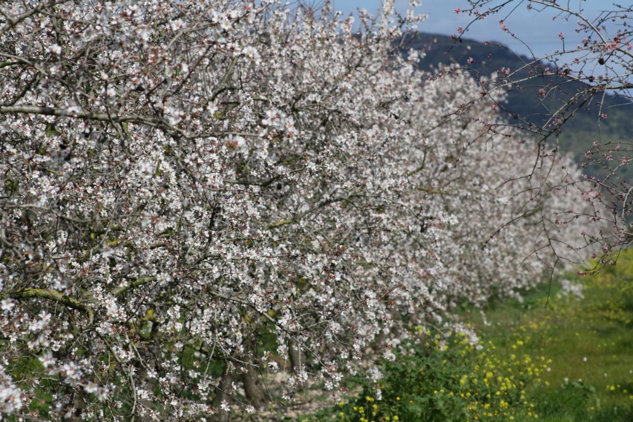 Semesterbostad 138 Els Olivers Et1083 By Mallorca Charme